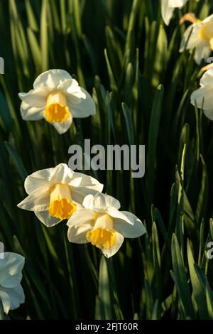 Jonquilles blanches à fleur simple avec une trompette jaune dans un jardin de printemps Banque D'Images