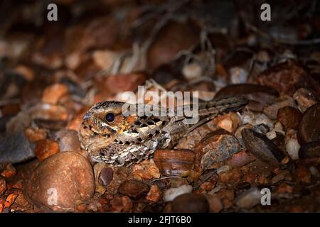 Mozambique Nightjar, Caprimulgus fossii, assis sur la route, Kruger NP, Afrique du Sud. Oiseau de nuit caché dans les feuilles brunes sur le sol. Faune s Banque D'Images