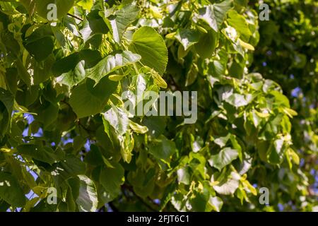 Fleurs sur un Lime (tilleul ou Basswood) Banque D'Images