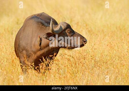 African Buffalo, Cyncerus cafer, debout sur la rive de la rivière avec de l'herbe verte, Moremi, delta d'Okavango, Botswana. Scène sauvage d'Afrique nature. Grande Banque D'Images