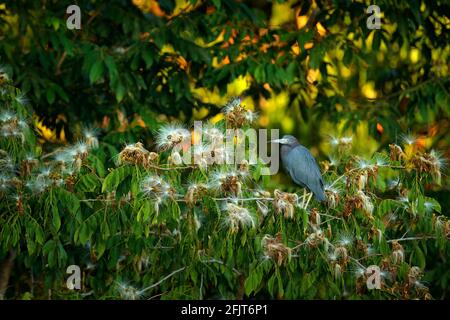 Oiseau en fleurs floraison. Heron assis sur la branche. Petit héron bleu, Egretta caerulea, sur le tronc de l'arbre, lumière tôt le matin, Rio Karate, Corcovado Banque D'Images