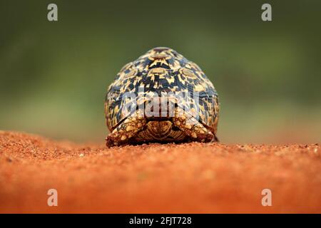 Tortue léopard, Stigmochelys pardalis, sur la route de gravier orange. Tortue dans l'habitat de la forêt verte, parc national Kruger, Afrique du Sud. Portrait du visage de la responsabilité délictuelle Banque D'Images