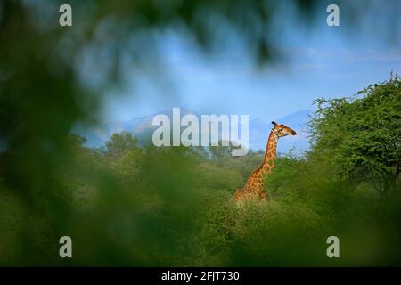 Girafe cachée dans une végétation verte. Girafe cachée dans une végétation verte. Scène sauvage de la nature. Lumière du soir dans la forêt, Afrique. Grand animal wi Banque D'Images