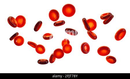 Groupe de globules rouges isolé sur blanc. Les cellules sanguines (érythrocytes) transportent l'oxygène dans tous les tissus du corps. Banque D'Images