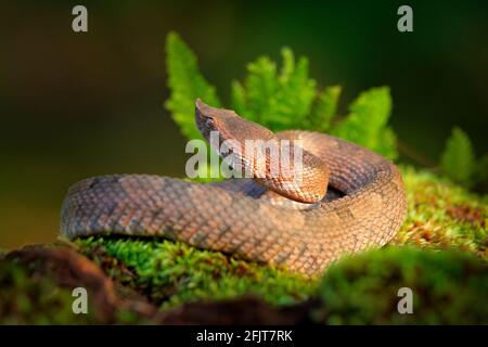 Porthidium nasutum, Rainforest Hognised Pitviper, serpent poison brun danger dans la végétation forestière. Reptile forestier dans l'habitat, sur le sol en leav Banque D'Images