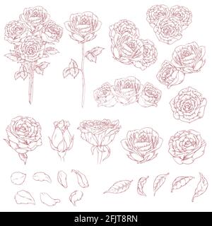 Esquisse de roses de fleurs dessin à la main dessin vectoriel isolé Doodle Illustration de Vecteur
