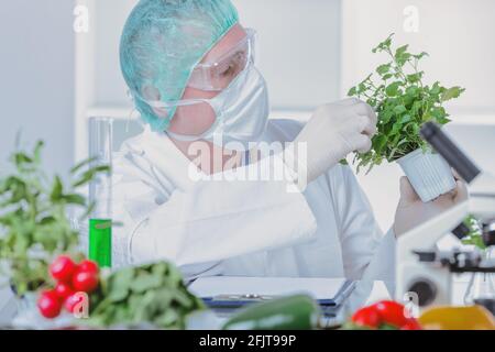 Chercheur avec des plantes OGM. L'organisme génétiquement modifié ou GEO est une plante dont le matériel génétique a été modifié à l'aide de la technique de génie génétique Banque D'Images