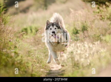 malamute d'Alaska en course sur un terrain ensoleillé Banque D'Images