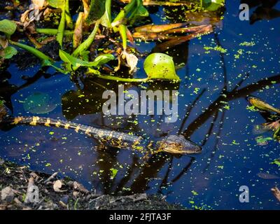 Bébé alligator, Alligator mississippiensis, nageant dans la région marécageuse, Gainesville, Floride, États-Unis. Banque D'Images