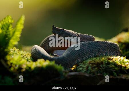 Porthidium nasutum, Rainforest Hognised Pitviper, serpent poison brun danger dans la végétation forestière. Reptile forestier dans l'habitat, sur le sol en leav Banque D'Images