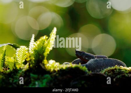 Porthidium nasutum, Rainforest Hognised Pitviper, serpent poison brun danger dans la végétation forestière. Reptile forestier dans l'habitat, sur le sol en leav Banque D'Images