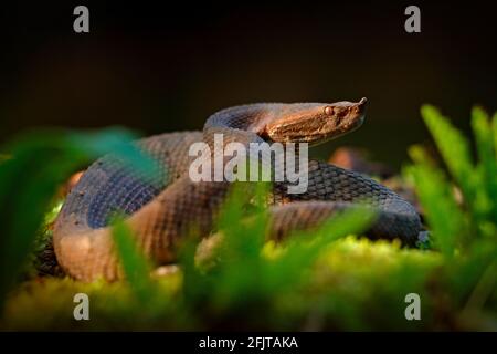 Porthidium nasutum, Rainforest Hognised Pitviper, serpent poison brun danger dans la végétation forestière. Reptile forestier dans l'habitat, sur le sol en leav Banque D'Images