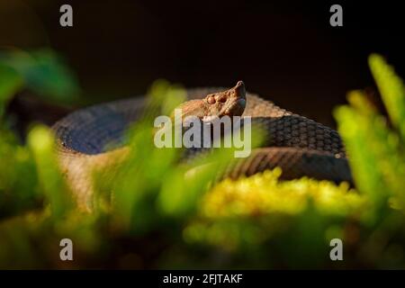 Porthidium nasutum, Rainforest Hognised Pitviper, serpent poison brun danger dans la végétation forestière. Reptile forestier dans l'habitat, sur le sol en leav Banque D'Images