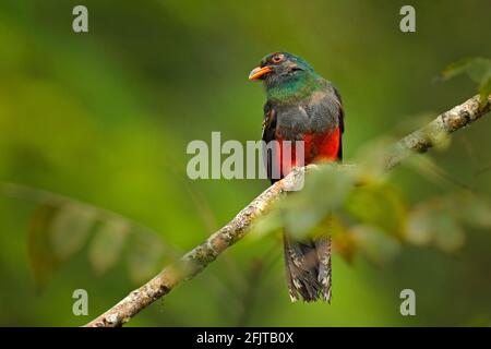 trogon à queue de Slaty, Trogon massena, oiseau rouge et brun dans l'habitat naturel, Boca Tapada Costa Rica. Oiseau dans la forêt tropicale verte. Observation des oiseaux Banque D'Images