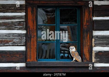 Hibou de la grange assis sur une fenêtre en bois devant le chalet de campagne, oiseau dans l'habitat urbain, brouette sur le mur, République tchèque. Hiver sauvage et neige W Banque D'Images