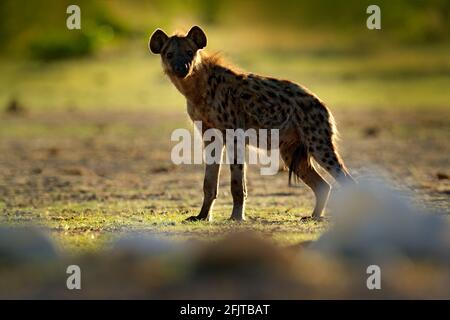 Hyène tachetée, crocuta crocuta, animal en colère près du trou d'eau, beau coucher de soleil en soirée. Comportement animal de la nature, faune à Etosha, Namibie, Banque D'Images