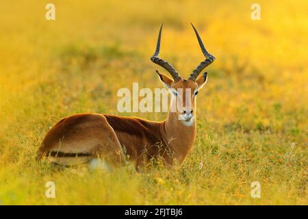 Magnifique impala dans l'herbe avec le soleil du soir. Animal dans l'habitat de la nature. Coucher de soleil dans la faune africaine. Antelope Implala située dans la savane de graminées, Banque D'Images