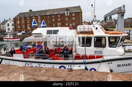 North Berwick, East Lothian, Écosse, Royaume-Uni, 26 avril. Réouverture des entreprises : avec les restrictions de verrouillage assouplies aujourd'hui, la première sortie en bateau de croisière touristique du Scottish Seabird Center a lieu depuis l'année dernière. Le catamaran Seafari Explorer prend 13 passagers pour la première fois cette année: Il a une capacité maximale de 30 en raison de restrictions en ce moment car il navigue hors du port Banque D'Images