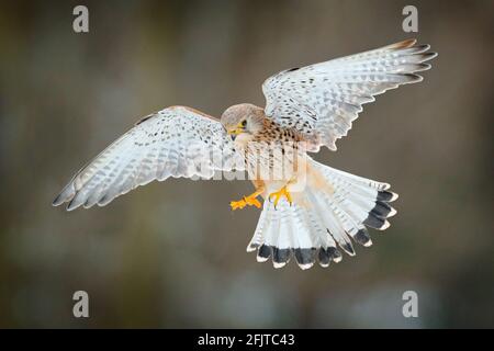 Kestrel commun, Falco tinnunculus, petit oiseau de proie volant, Allemagne. Oiseau sur le mur de pierre. Scène sauvage de nature européenne. Oiseau en vol. Sauvage Banque D'Images