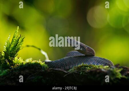 Porthidium nasutum, Rainforest Hognised Pitviper, serpent poison brun danger dans la végétation forestière. Reptile forestier dans l'habitat, sur le sol en leav Banque D'Images