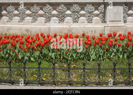 Lit de fleurs de tulipes dans le jardin de la ville de près en journée ensoleillée Banque D'Images