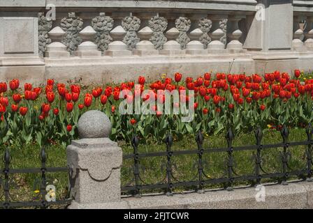 Lit de fleurs de tulipes dans le jardin de la ville de près en journée ensoleillée Banque D'Images