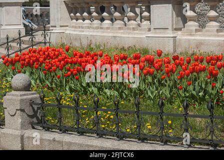 Lit de fleurs de tulipes dans le jardin de la ville de près en journée ensoleillée Banque D'Images