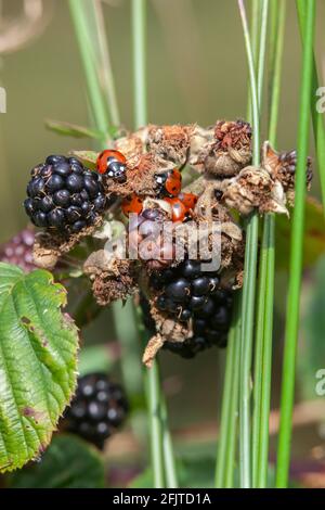 Sept ladybirds (Coccinella septempunctata) se sont rassemblés sur des saumures juste avant l'hibernation, automne, Royaume-Uni Banque D'Images