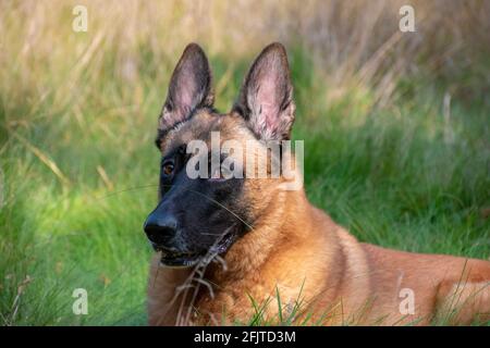 Berger belge sur un terrain d'herbe avec un peu de soleil sur son visage Banque D'Images