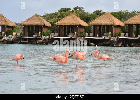 Groupe de flamants roses devant les cabanas. Dans l'océan caribéen sur Aruba Banque D'Images