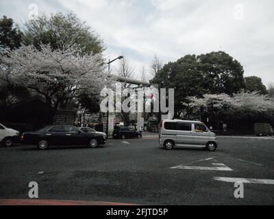 TOKYO, JAPON - 01 février 2021 : les arbres s'épanouissent dans la rue de Tokyo, arrivée au printemps Banque D'Images