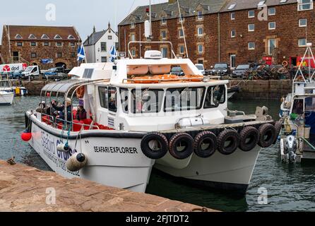 North Berwick, East Lothian, Écosse, Royaume-Uni, 26 avril. Réouverture des entreprises : avec les restrictions de verrouillage assouplies aujourd'hui, la première sortie en bateau de croisière touristique du Scottish Seabird Center a lieu depuis l'année dernière. Le catamaran Seafari Explorer prend 13 passagers pour la première fois cette année: Il a une capacité maximale de 30 en raison de restrictions en ce moment car il navigue hors du port Banque D'Images