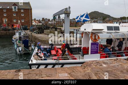 North Berwick, East Lothian, Écosse, Royaume-Uni, 26 avril. Réouverture des entreprises : avec les restrictions de verrouillage assouplies aujourd'hui, la première sortie en bateau de croisière touristique du Scottish Seabird Center a lieu depuis l'année dernière. Le catamaran Seafari Explorer prend 13 passagers pour la première fois cette année: Il a une capacité maximale de 30 en raison de restrictions en ce moment car il navigue hors du port Banque D'Images