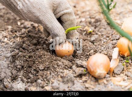 Mettez des gants pour planter l'oignon. Banque D'Images