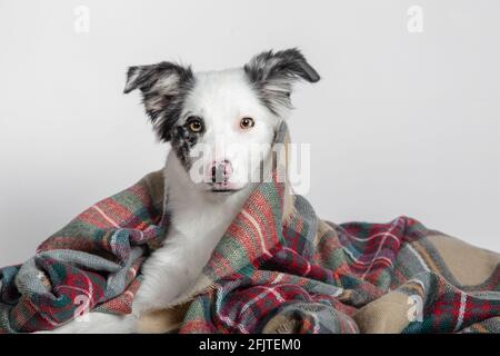 Border collie chiot se trouve sous une couverture chaude sur un arrière-plan blanc Banque D'Images