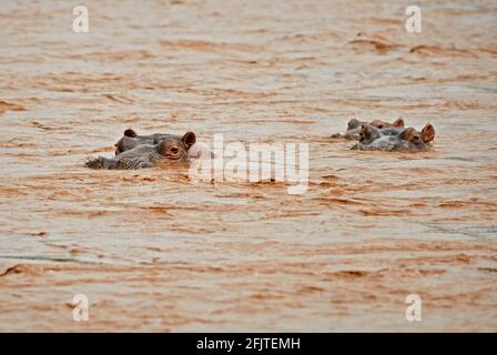 Hippopotame - Hippopotamus amphibius, grand mammifère populaire des rivières et lacs africains, lac Ziway, Ethiopie. Banque D'Images