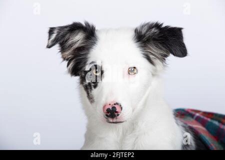 Gros plan sur les yeux d'un chiot collie border. Jolie bordure pour chiot collie Banque D'Images