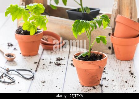 Plants de tomates, usine de tomates de tigrella, dans de petits pots en terre cuite. Sur une table en bois blanc avec d'autres plantes et pots défocused en arrière-plan. S Banque D'Images