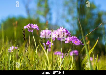 Belles fleurs d'oranne sur un pré Banque D'Images