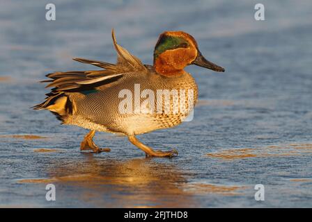 Teal, Anas crecca, Drake/ Homme oiseau d'hiver marchant sur une piscine couverte de glace Norfolk, Royaume-Uni, décembre Banque D'Images