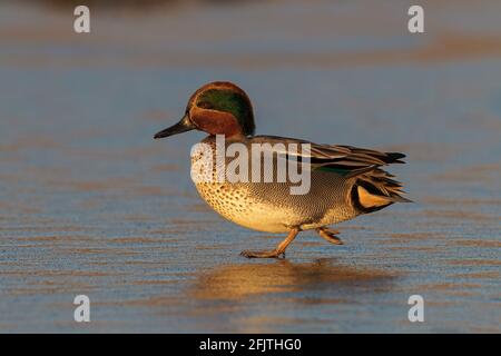 Teal, Anas crecca, Drake/ Homme oiseau d'hiver marchant sur une piscine couverte de glace Norfolk, Royaume-Uni Banque D'Images