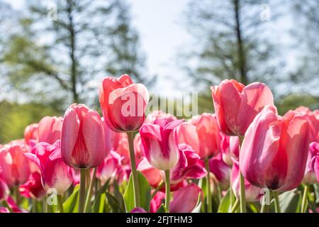 Des tulipes roses fraîches fleurissent dans le jardin de printemps. Banque D'Images