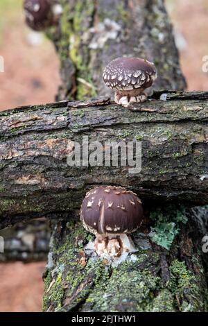 Paire de champignons shiitake poussant sur des grumes de chêne Banque D'Images