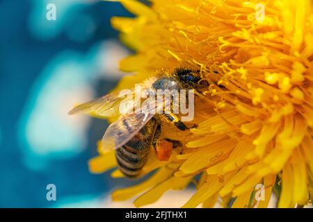 Une abeille recouverte de pollen avec un panier de pollen sur sa jambe, sur une fleur de pissenlit jaune avec un fond bleu Banque D'Images