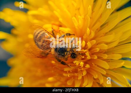 Abeille recouverte de pollen sur une fleur de pissenlit jaune avec un fond bleu Banque D'Images
