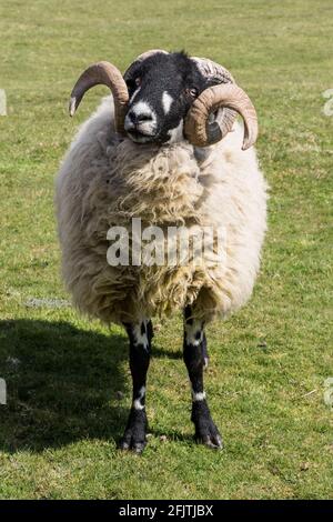 Une race de mouton 'alesbred' Banque D'Images