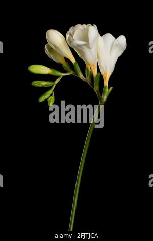 Tige FREESIA avec fleurs blanches et bourgeons isolés sur fond noir. Banque D'Images