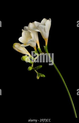 Tige FREESIA avec fleurs blanches et bourgeons isolés sur fond noir. Banque D'Images