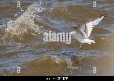 Mouette rosée (Rhodostethia rosea) juvénile en vol et en cours de fourrage au-dessus de la mer du Nord, il s'agit d'une espèce très rare de mouette aux pays-Bas Banque D'Images