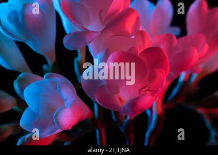 Blanc fleurs Freesia gros plan macro floraison, rose et bleu néon lumière sur fond noir. Banque D'Images